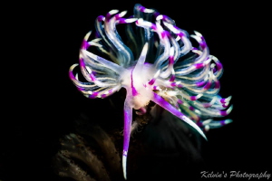 Flabellina by Kelvin H.y. Tan 